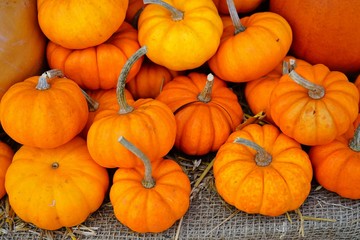 Mini orange pumpkins in bulk at the farmers market in the fall