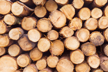 Freshly cut tree logs in a big pile, in nature, in the Gorbea natural park, Basque country, Spain.