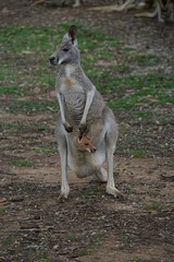 kangaroo in the nature