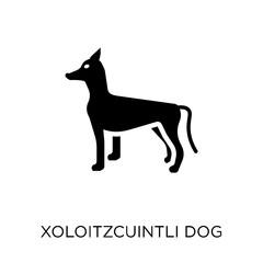 Xoloitzcuintli dog icon. Xoloitzcuintli dog symbol design from Dogs collection.