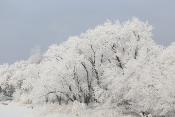 Obraz na płótnie Canvas Beautiful snow-covered trees