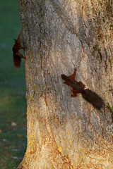 attrape moi si tu peux