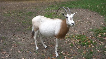 Scimitar oryx grazing on grass in zoo