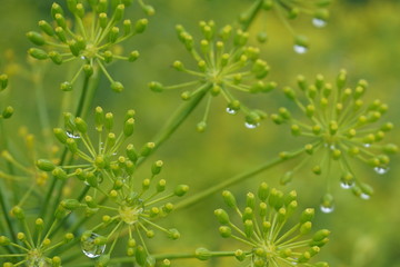 Wciągająca zieleń okryta kroplą