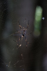 spider on web