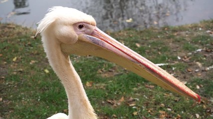 Close up view of White Pelican, Pelecanus onocrotalus