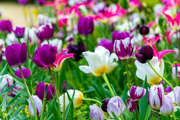 Colorful flowers during the spring