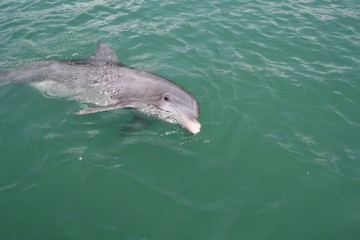 Beggar the Dolphin, Venice FL, Intercoastal, dolphin, water, nature, Gulf