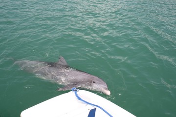 Beggar the Dolphin, Venice FL, Intercoastal, dolphin, water, nature, Gulf