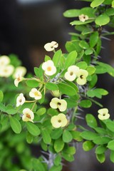Crown of thorns flower
