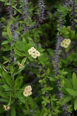 Crown of thorns flower
