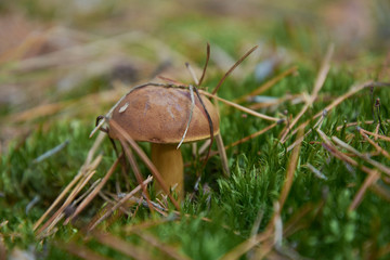Mushroom (Imleria badia or bay bolete) with chestnut color cap in the forest