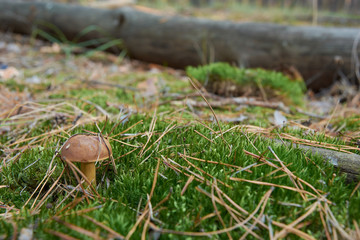 Mushroom (Imleria badia or bay bolete) with chestnut color cap in the forest