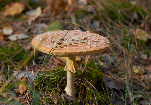 poisonous fly amanita in the forest