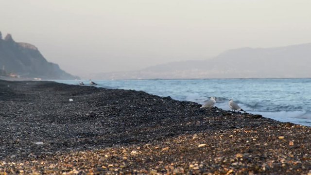 Il tramonto sulla Costa Sicula con gabbiani e gabbianelle che attendono il cibo dopo il tramonto