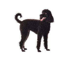 poodle standing on white background