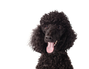 poodle smiling on white background