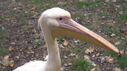 Close up view of White Pelican, Pelecanus onocrotalus