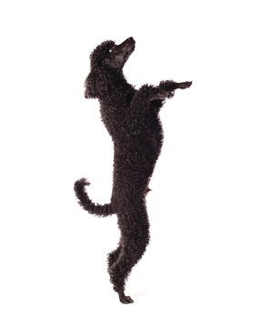 poodle dancing on white background