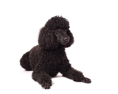 Poodle laying on white background