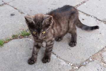 Sweet kitten outdoors.