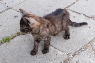 Sweet kitten outdoors.