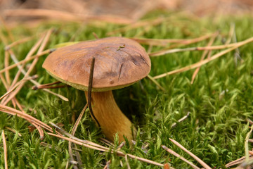 Mushroom (Imleria badia or bay bolete) with chestnut color cap in the forest
