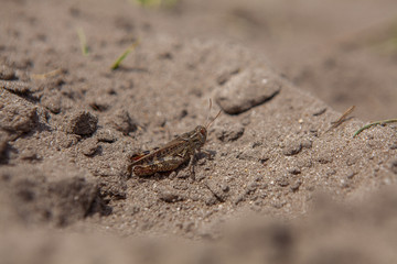 Close-up portrait of grey Woodland Grasshopper on ground. This grasshopper is present in most of Europe, in eastern Palearctic ecozone, in North Africa and in the Near East