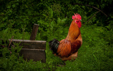 A brown cock is walking through green grass. Breeding of poultry