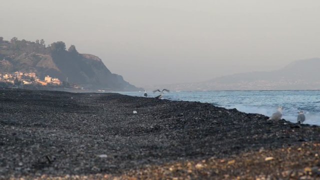 Il tramonto sulla Costa Sicula con gabbiani e gabbianelle che attendono il cibo dopo il tramonto