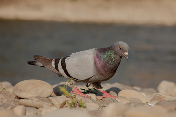 Close up single dove looking for food along the river. Dove against the background of a river