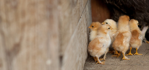 small chickens bask under the lamp in his enclosure, strewn with sawdust. One of them looks directly at us