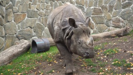 Indian rhinoceros walking at zoo