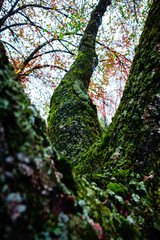 Wood texture with wet moss on it