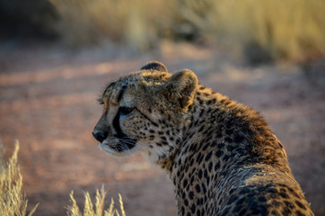 Gepard