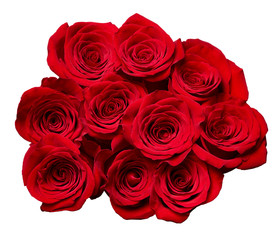 flower rose petal blossom red nature beautiful background