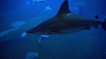 Sandbar sharks swimming among rays underwater