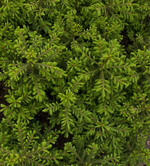 young spruce seedlings in the greenhouse, close-up
