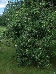Fruit trees in an orchard. An apple tree that leans down to the bottom from apples