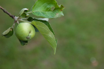 Fresh and tasty green apple on the green background