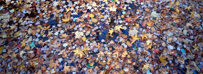 Autumnal forest floor panorama