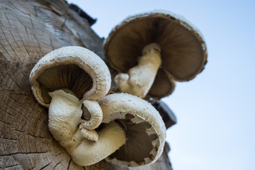 Pilze die aus einem Baumstamm wachsen
