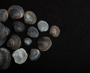Set of sea shells on a black background, place for text