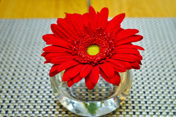 Red gerbera daisy flower in a single bud vase