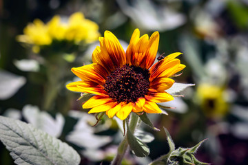 Sunflower with Bee
