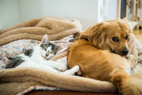 Hund und Katze