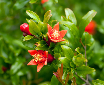 Blossoming Pomegranate Tree