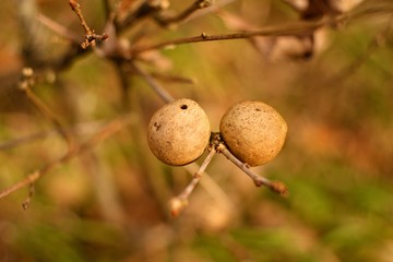 Dry autumn leaves of oak, oak background twig.