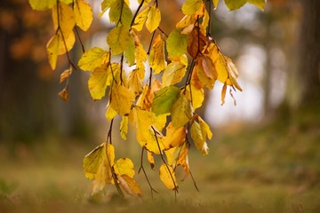 utumn colored background, green and yellow leaves of oak and beech in autumn.