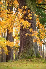 Autumn forest and park background, autumn colored leaves trees.